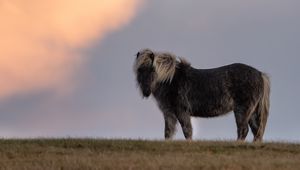 Preview wallpaper horse, animal, grass, sky