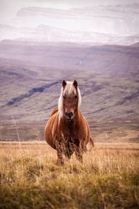Preview wallpaper horse, animal, grass, mountains