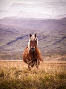 Preview wallpaper horse, animal, grass, mountains