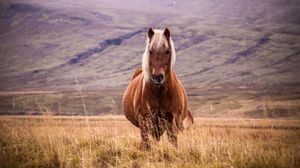Preview wallpaper horse, animal, grass, mountains