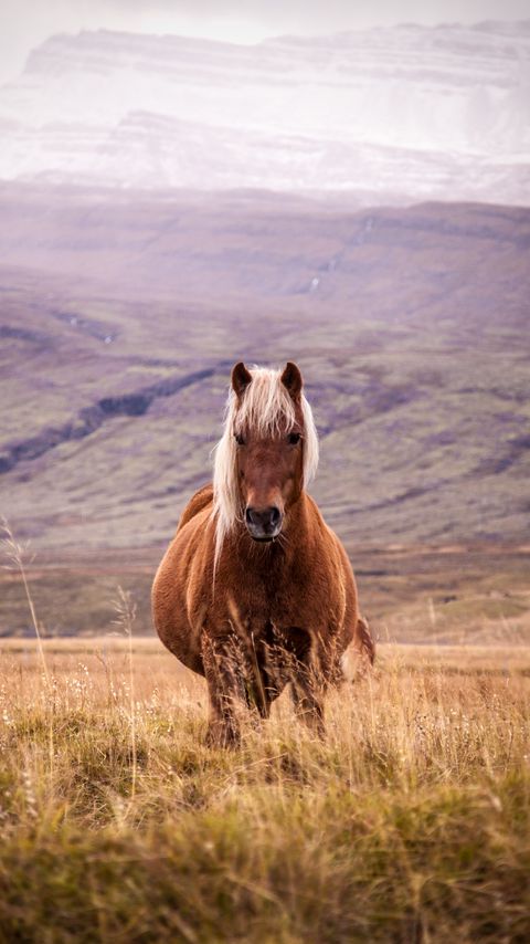 480x854 Wallpaper horse, animal, grass, mountains