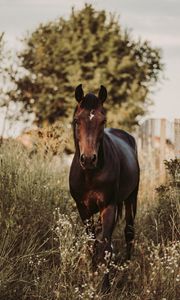Preview wallpaper horse, animal, grasses, plants