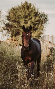 Preview wallpaper horse, animal, grasses, plants