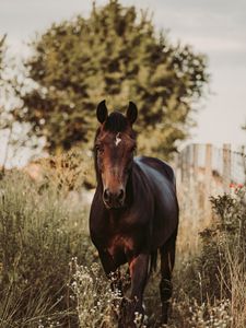 Preview wallpaper horse, animal, grasses, plants