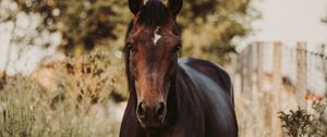 Preview wallpaper horse, animal, grasses, plants