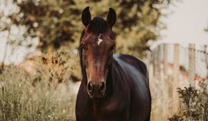 Preview wallpaper horse, animal, grasses, plants