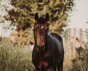 Preview wallpaper horse, animal, grasses, plants