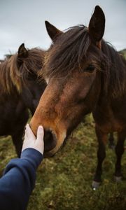 Preview wallpaper horse, animal, hand, touch