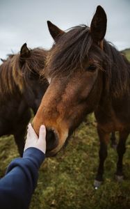 Preview wallpaper horse, animal, hand, touch