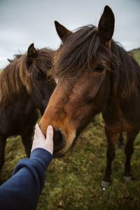 Preview wallpaper horse, animal, hand, touch