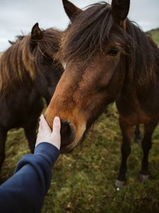 Preview wallpaper horse, animal, hand, touch