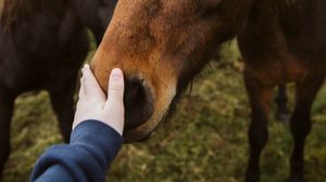 Preview wallpaper horse, animal, hand, touch
