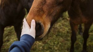 Preview wallpaper horse, animal, hand, touch
