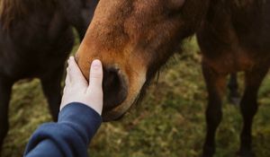 Preview wallpaper horse, animal, hand, touch