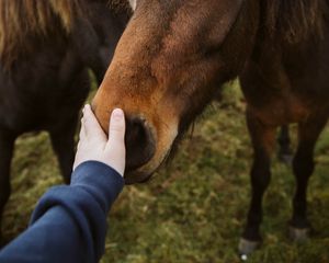 Preview wallpaper horse, animal, hand, touch