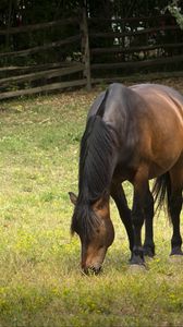 Preview wallpaper horse, animal, mane, grasses
