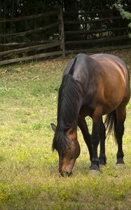 Preview wallpaper horse, animal, mane, grasses