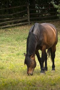 Preview wallpaper horse, animal, mane, grasses