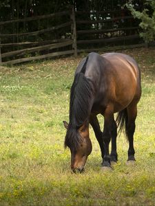 Preview wallpaper horse, animal, mane, grasses