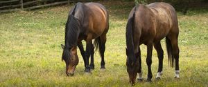 Preview wallpaper horse, animal, mane, grasses