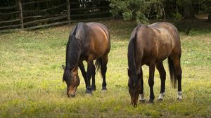 Preview wallpaper horse, animal, mane, grasses