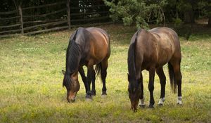 Preview wallpaper horse, animal, mane, grasses