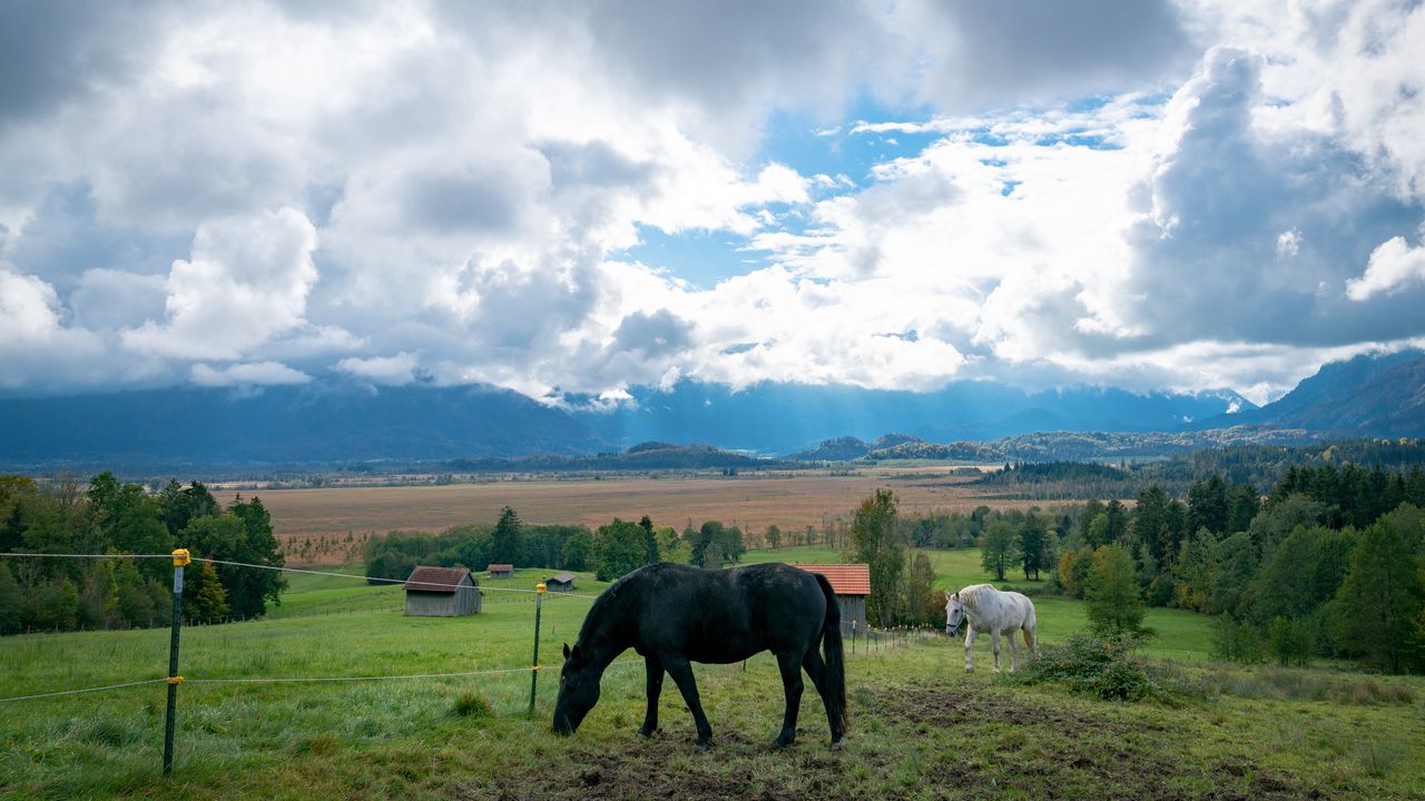 Wallpaper horse, animal, meadow, field