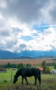 Preview wallpaper horse, animal, meadow, field