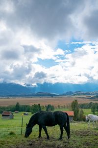 Preview wallpaper horse, animal, meadow, field