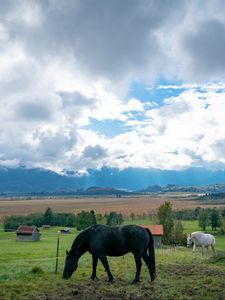 Preview wallpaper horse, animal, meadow, field
