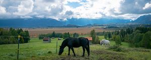 Preview wallpaper horse, animal, meadow, field