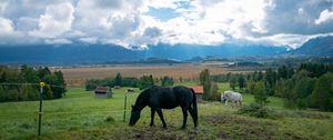 Preview wallpaper horse, animal, meadow, field