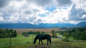 Preview wallpaper horse, animal, meadow, field