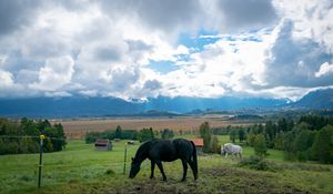 Preview wallpaper horse, animal, meadow, field