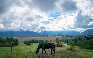 Preview wallpaper horse, animal, meadow, field