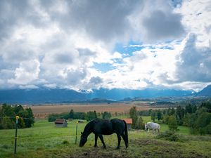 Preview wallpaper horse, animal, meadow, field