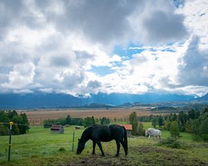 Preview wallpaper horse, animal, meadow, field