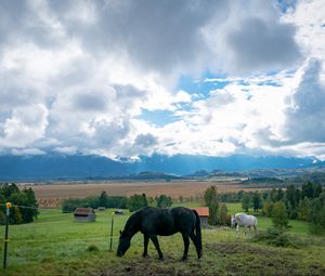 Preview wallpaper horse, animal, meadow, field