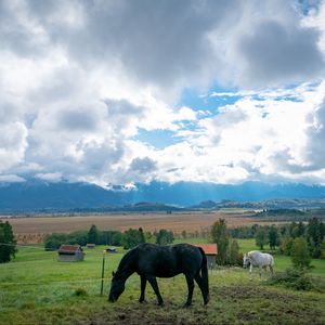 Preview wallpaper horse, animal, meadow, field