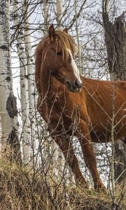 Preview wallpaper horse, animal, trees, grass, wildlife