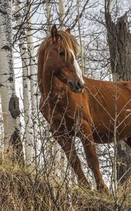 Preview wallpaper horse, animal, trees, grass, wildlife
