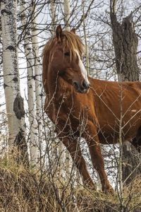 Preview wallpaper horse, animal, trees, grass, wildlife