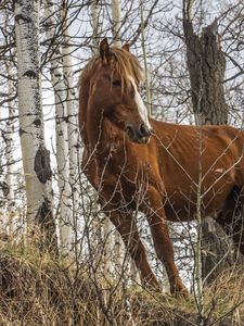 Preview wallpaper horse, animal, trees, grass, wildlife