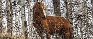 Preview wallpaper horse, animal, trees, grass, wildlife