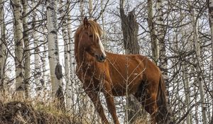 Preview wallpaper horse, animal, trees, grass, wildlife