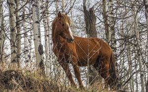 Preview wallpaper horse, animal, trees, grass, wildlife