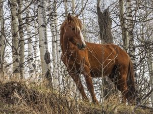 Preview wallpaper horse, animal, trees, grass, wildlife