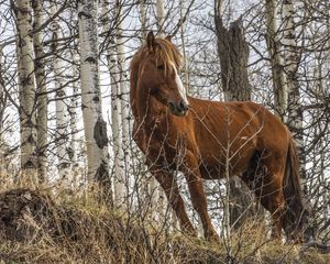 Preview wallpaper horse, animal, trees, grass, wildlife