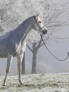 Preview wallpaper horse, animal, trees, hoarfrost, white