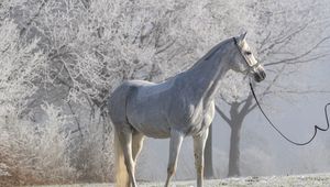 Preview wallpaper horse, animal, trees, hoarfrost, white